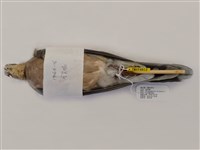 藏品(金背鳩)的圖片